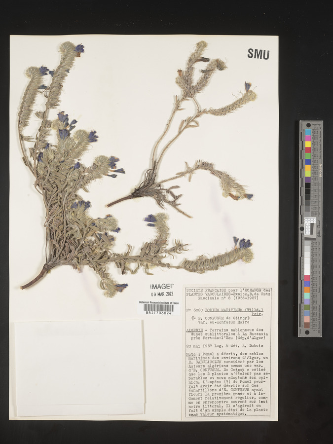 Echium plantagineum image