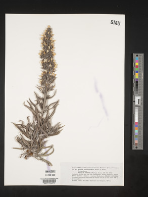 Echium onosmifolium image