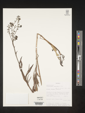 Cynoglossum coeruleum image