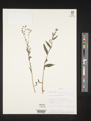 Cynoglossum lanceolatum image