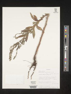 Cynoglossum lanceolatum image