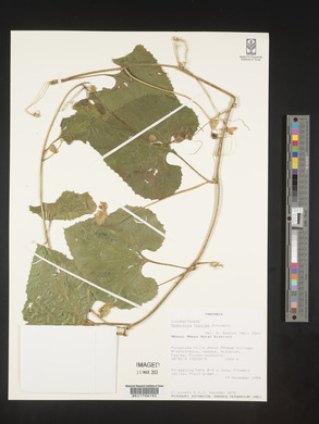 Momordica foetida image