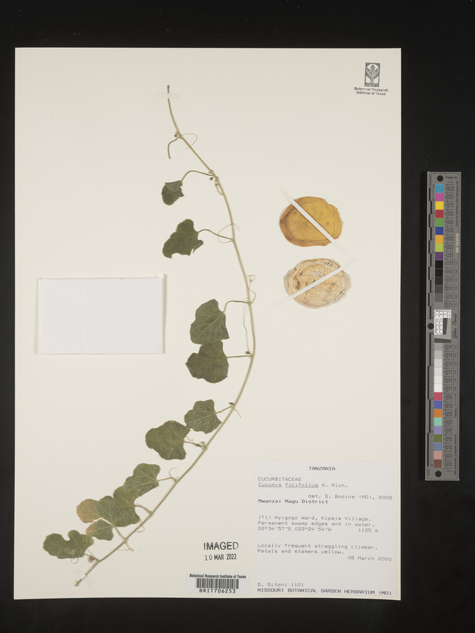 Cucumis ficifolius image