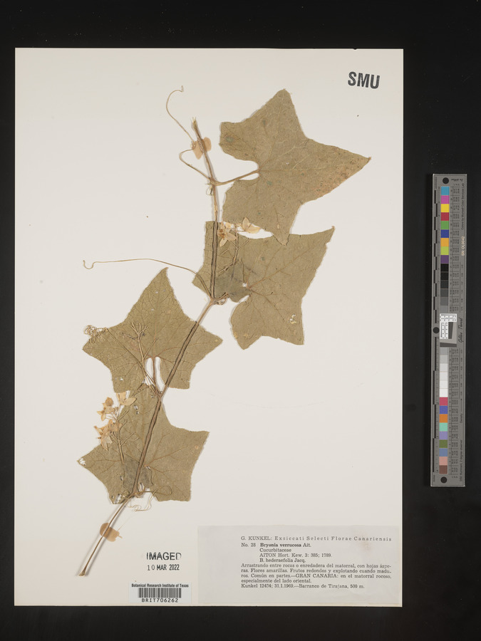 Bryonia verrucosa image