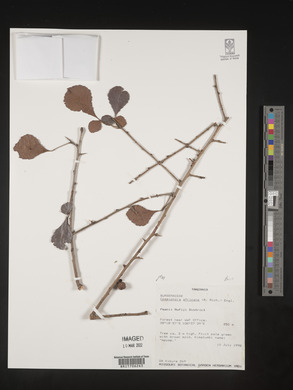 Commiphora africana image