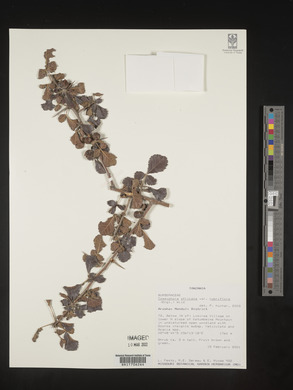 Commiphora africana var. rubriflora image