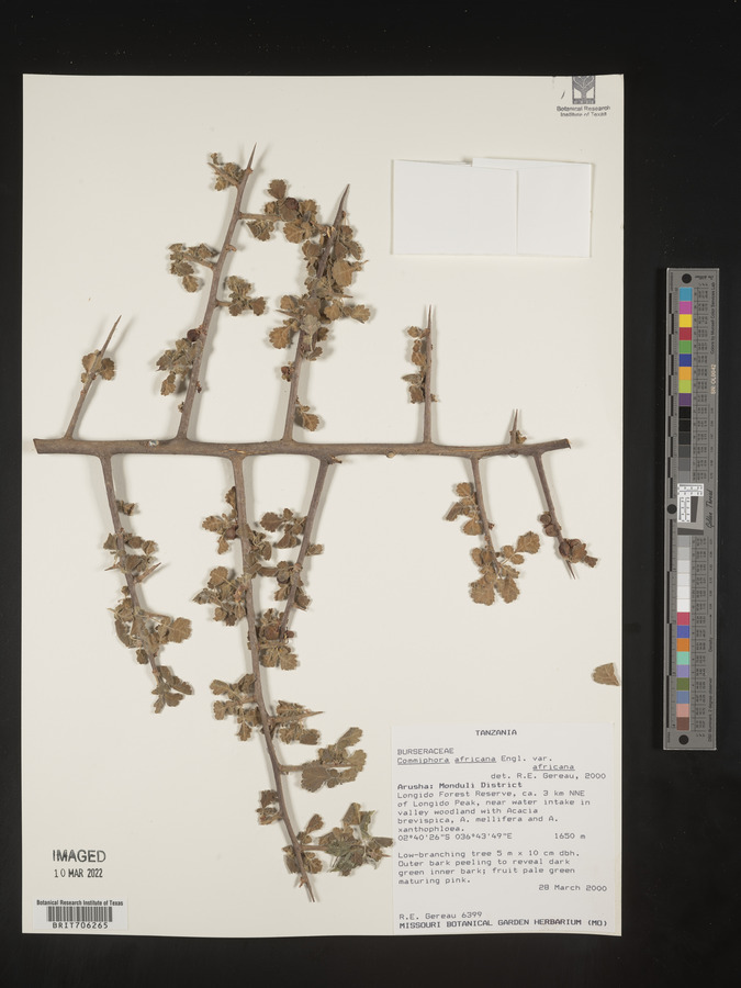 Commiphora africana var. africana image