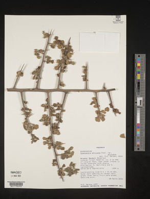 Commiphora africana image