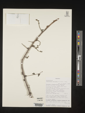 Commiphora africana image