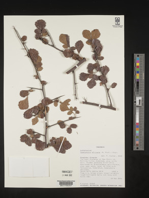 Commiphora africana image