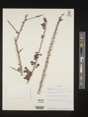 Commiphora africana image