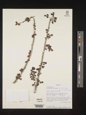 Commiphora africana image