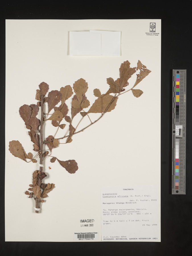 Commiphora africana image