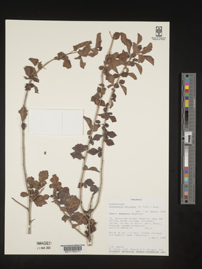 Commiphora africana image