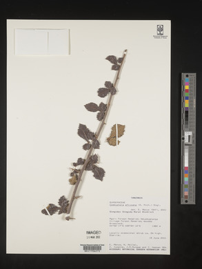 Commiphora africana image