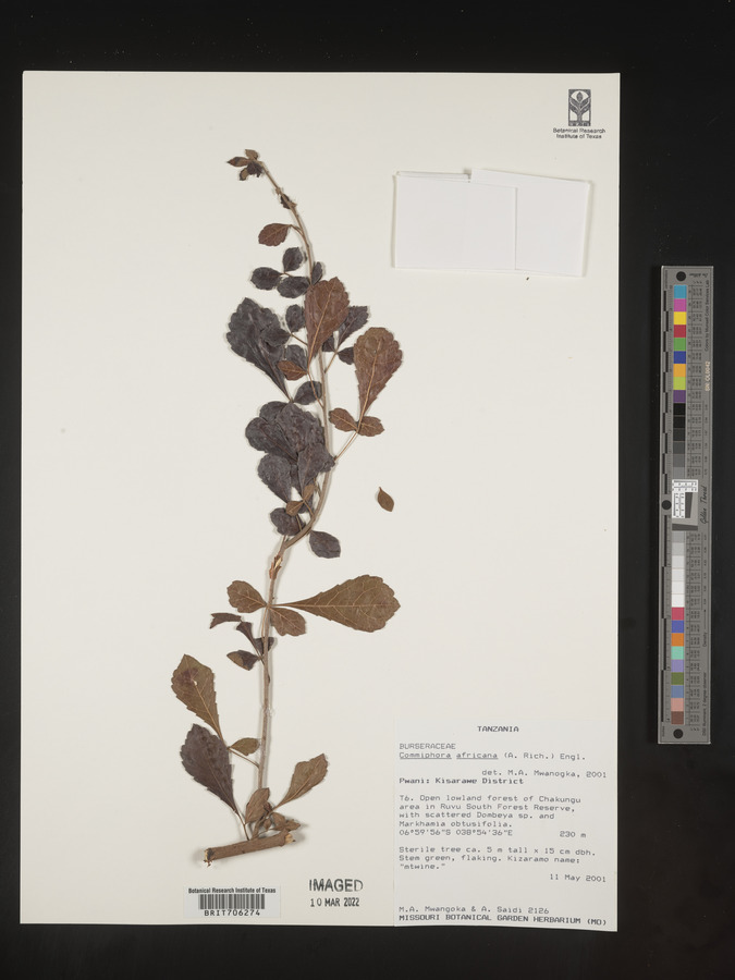 Commiphora africana image