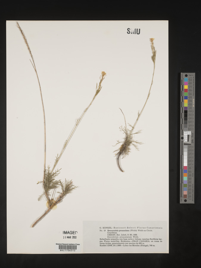 Descurainia preauxiana image