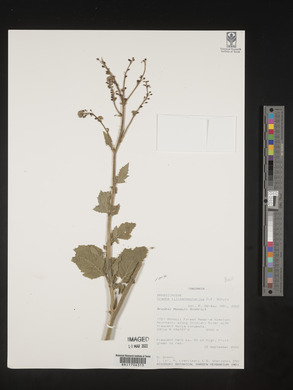 Image of Crambe kilimandscharica