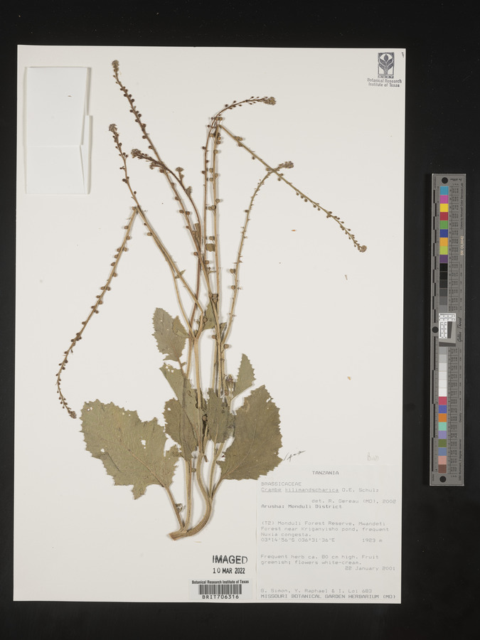 Crambe kilimandscharica image