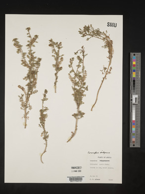 Lepidium didymum image