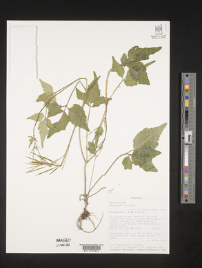 Image of Cardamine africana