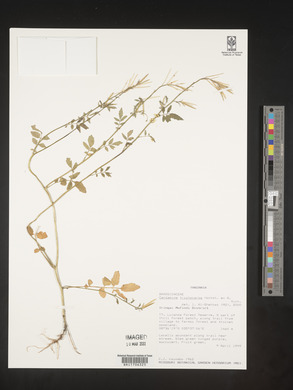 Cardamine trichocarpa image