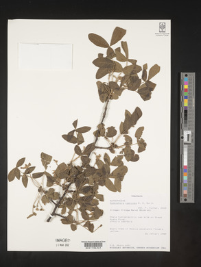 Commiphora caerulea image