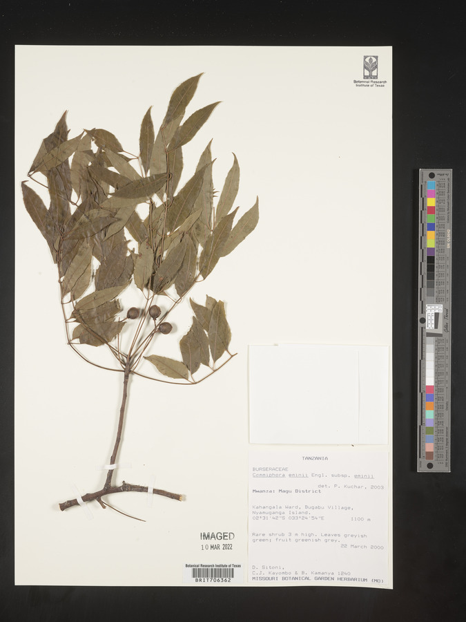 Commiphora eminii subsp. eminii image