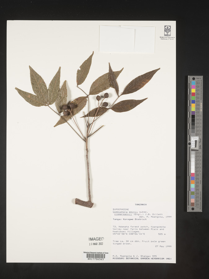 Commiphora eminii image