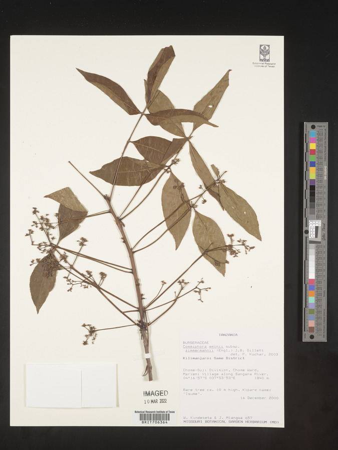 Commiphora eminii subsp. zimmermannii image