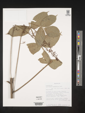 Commiphora grandifolia image