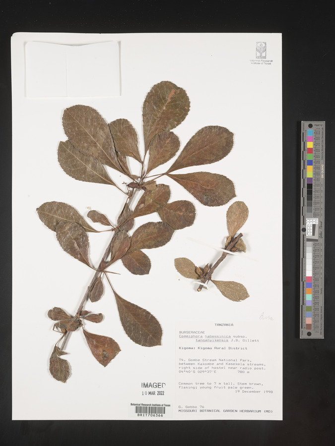 Commiphora kua image