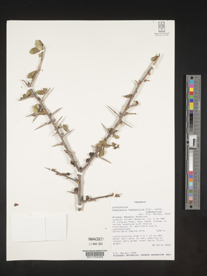 Commiphora kua image