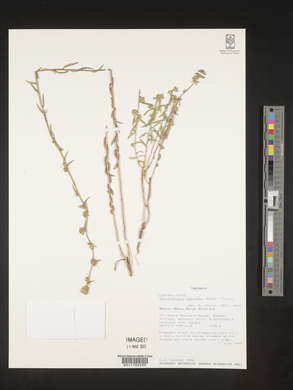 Wahlenbergia capitata image