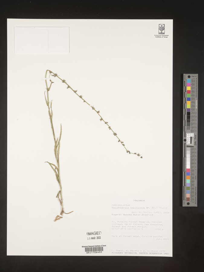 Wahlenbergia napiformis image