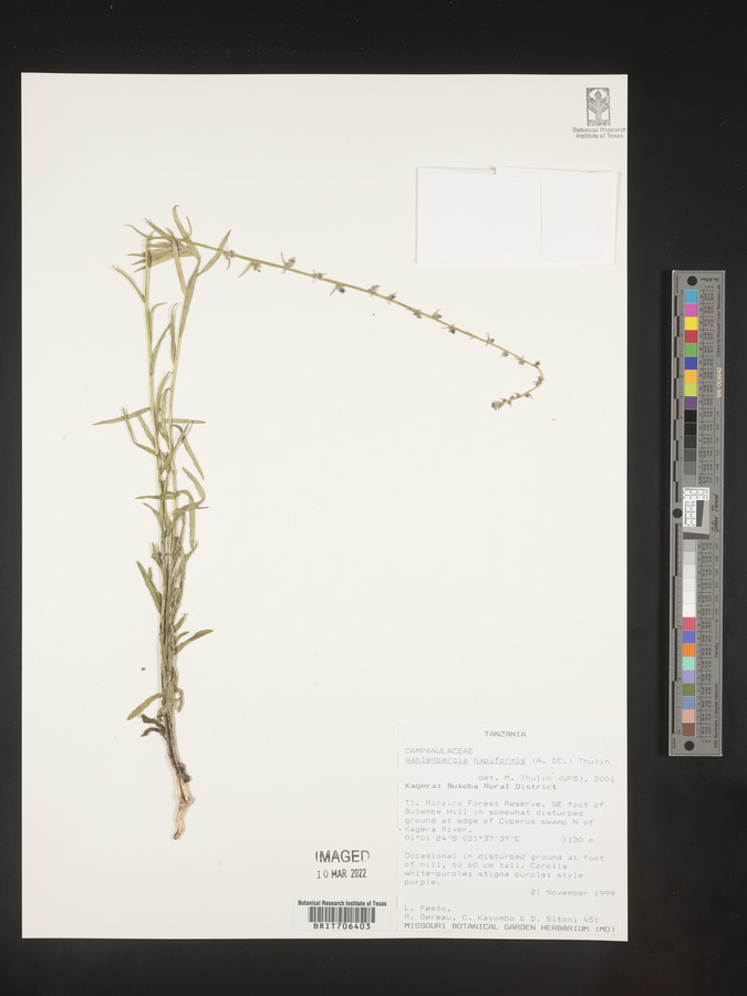 Wahlenbergia napiformis image