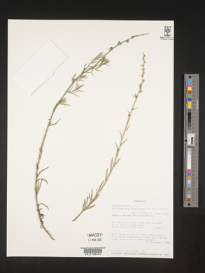 Wahlenbergia napiformis image