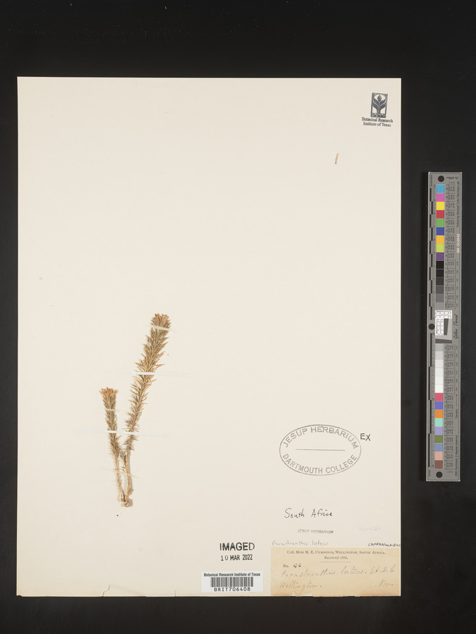 Monopsis lutea image