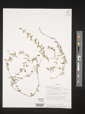 Monopsis stellarioides image