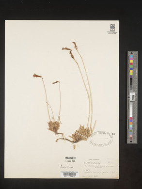 Lobelia coronopifolia image