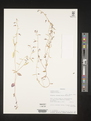 Lobelia erinus image