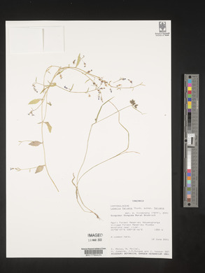 Lobelia fervens subsp. fervens image