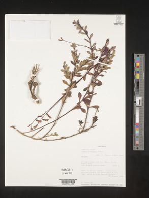 Lobelia holstii image