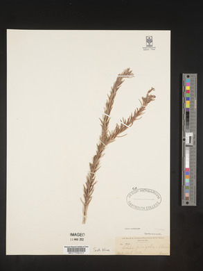 Lobelia pinifolia image