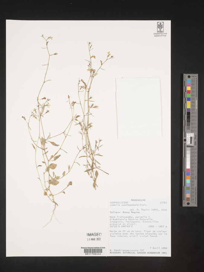 Lobelia spathopetala image