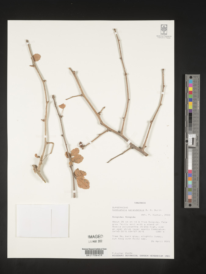 Commiphora sarandensis image