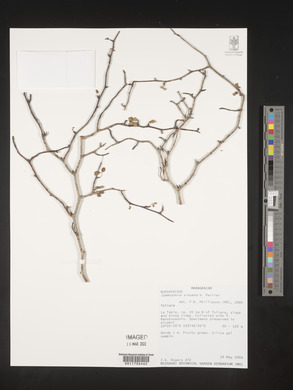 Commiphora sinuata image