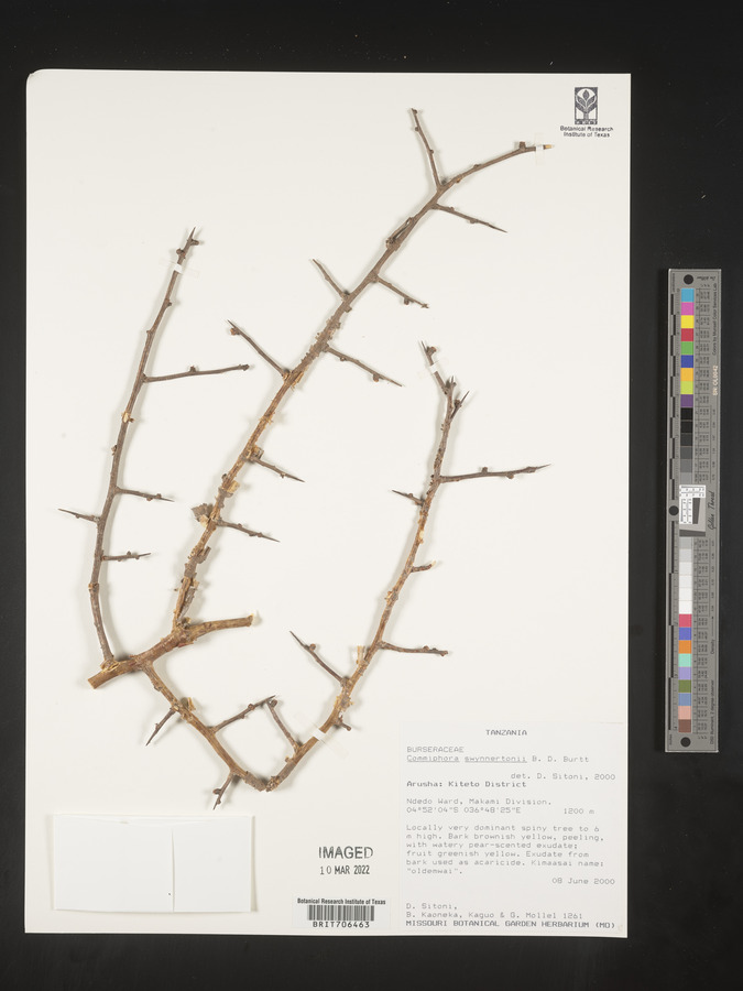 Commiphora swynnertonii image