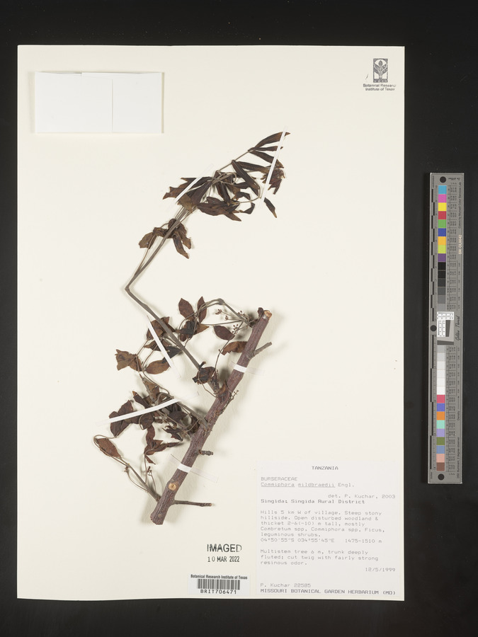Commiphora mildbraedii image
