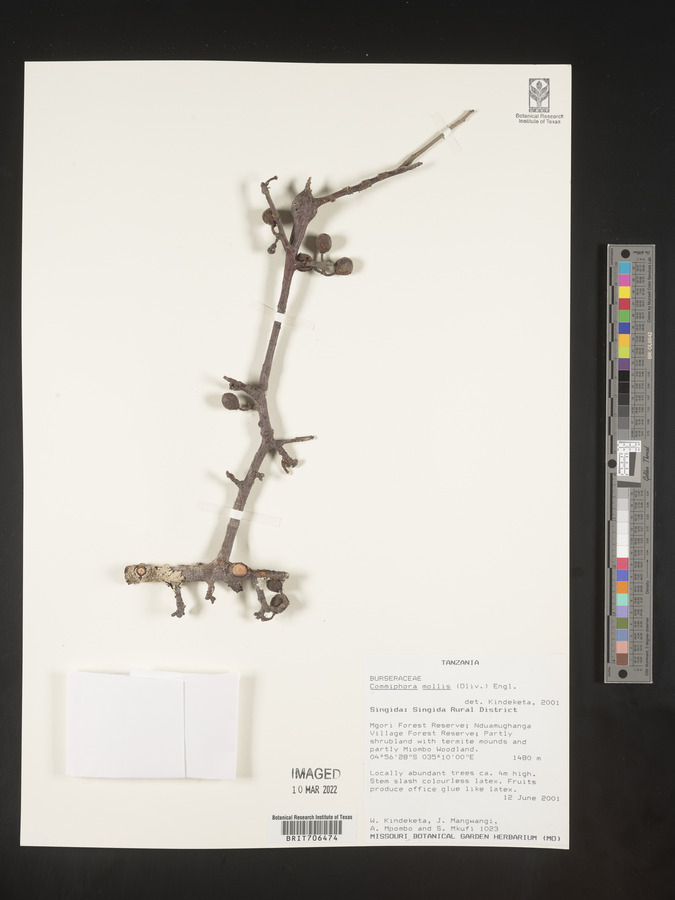 Commiphora mollis image